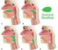 correct-swallowing-when-mewing-diagram.webp
