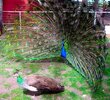 300px-Peacock_courting_peahen.jpg 300px-Peacock_courting_peahen.jpg
