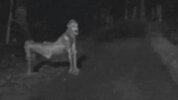 recent-nm-skinwalker-photo-ignites-fear_1519944055142_35587740_ver1.0.jpg