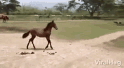 trot-horse (1).gif