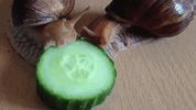 abo snail gif.gif