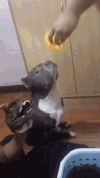 IMG_1699.gif