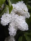 IMG_7924.webp