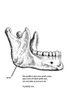 mandible_sex_2010.png