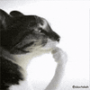 1204825146076318850.gif