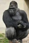 _83872758_afp_gorilla3.webp