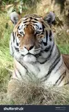 images-120.webp