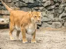 liger-facts.webp