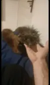 Screenshot_20260428_232943_TikTok.webp