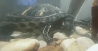 IMG_5259.gif