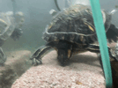 IMG_5257.gif