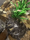 IMG_5254.gif