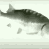 spin-fish.gif