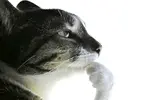 1779500972768.webp