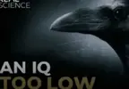 an-iq-too-low.webp