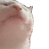 cat-jam.gif