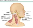 Head-and-Neck-Lymph-System.webp