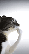IMG_5038.gif