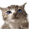 F11F0743-4564-45FB-89B7-7AF2ADCC976E.GIF