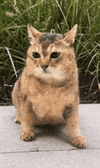 sister-mei-tole-tole.gif