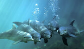 Dolphin_Pack_in_Xcaret_Mexico.jpg