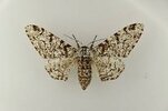 The Peppered Moth - Age of Revolution