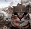 war-cat-3737559090.gif