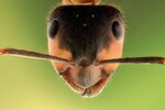 ant-eyes-3834348753.jpg