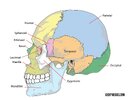 Human-skull-bones-side-scaled-2250467947.jpg