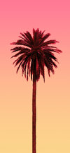 palm-tree-toward-orange-sky-wallpaper.jpg