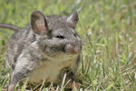 fat-norway-rat-christine-till-2473052383.jpg