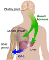 Endocrine_growth_regulation.svg.png