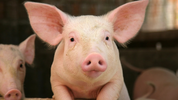 pig.png