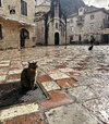IMG_5928.jpeg