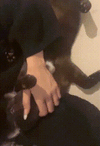copy_235AAA85-9ADA-4F2F-BF3B-CCAB091D86F2.gif