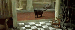 1000001085.gif