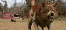 wolf-twilight.gif