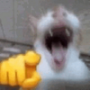 1738704319460.png