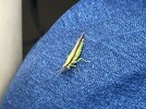 IMG_1236.jpeg
