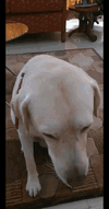 pat-dog (1).gif