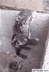 1739478015707.gif