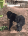 1000175482.gif