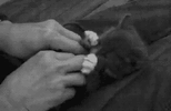 IMG_7450.gif