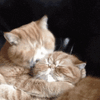 image0.gif