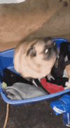 IMG_3519.gif