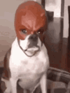 IMG_6894.gif