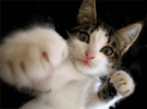 1320.gif