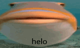 IMG_2554.gif