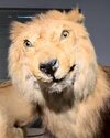 IMG_3382.jpeg