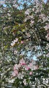 IMG_4186.jpeg